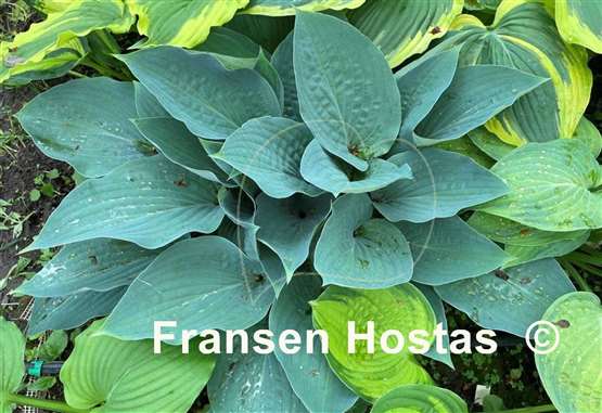 Hosta Jetstream